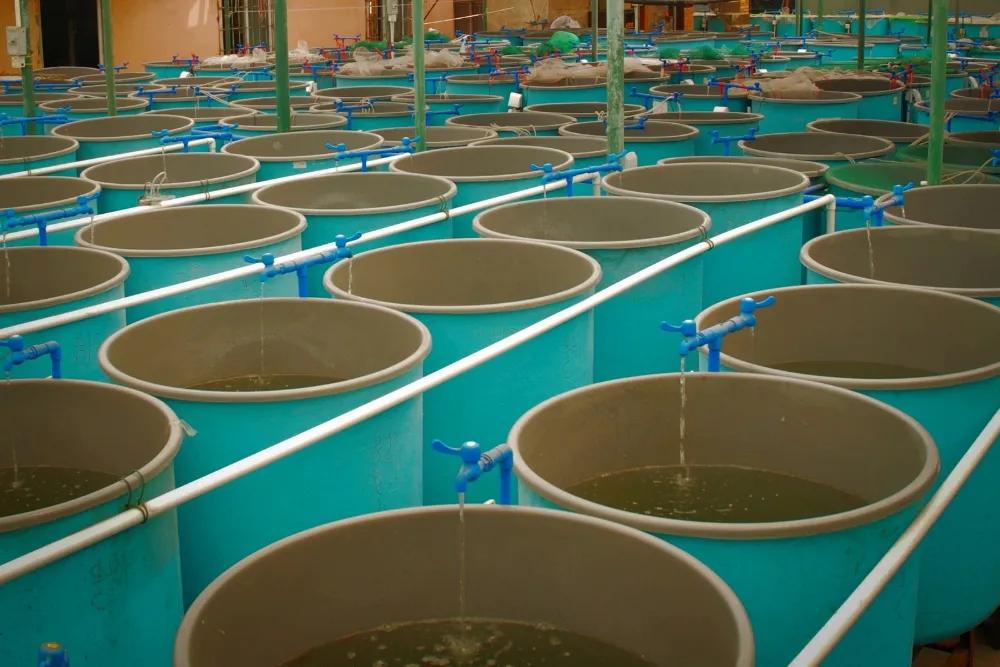 Tanques interiores con tuberías en una instalación de acuicultura