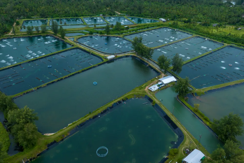 Luftaufnahme von Aquakulturteichen mit Belüftern, umgeben von Bäumen