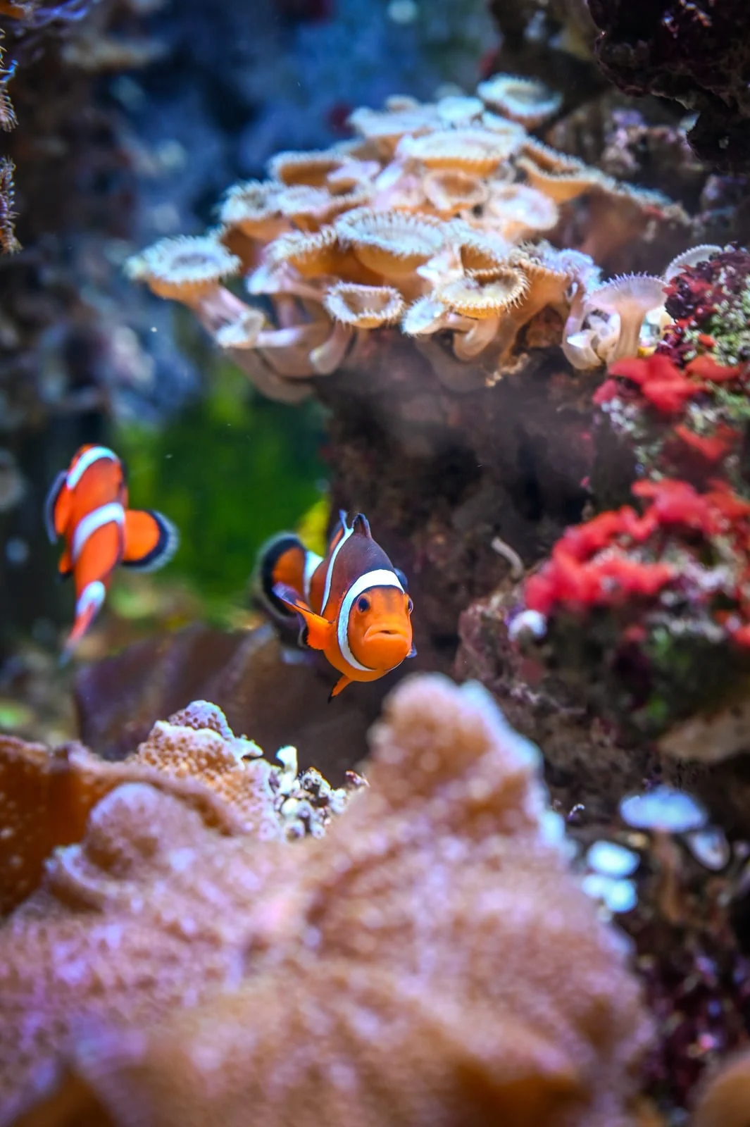 Clownfish among corals in a saltwater aquarium