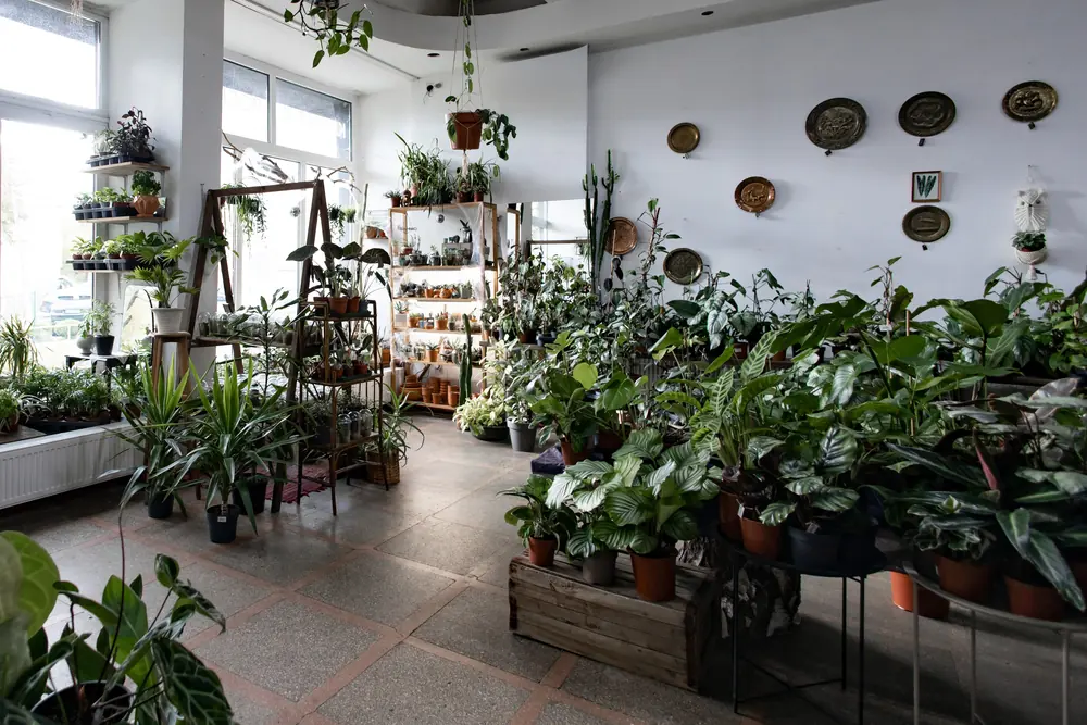 Rostliny a květináče v obchodě s rostlinami