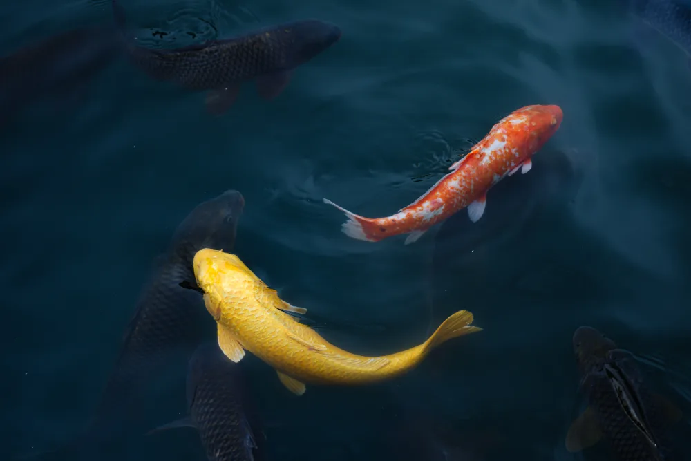 Orange und gelbe Koi schwimmen zwischen dunklen Fischen in einem Teich, von oben gesehen
