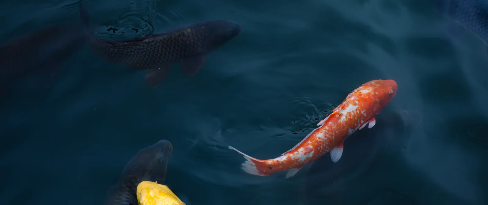 Koi swimming in a pond