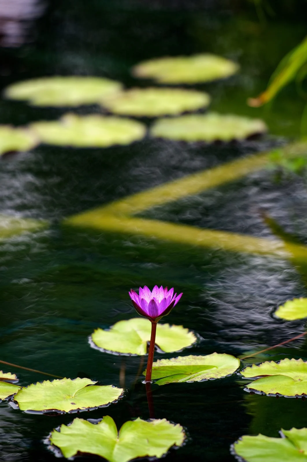 Purple water lily among floating leaves in a pond